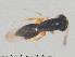  (Synarsis - NOCER-980)  @11 [ ] CC-BY-SA (2025) Arnstein Staverlokk Norwegian Institute for Nature Research