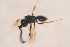  (Conostigmus sp35IM - NOCER-347)  @11 [ ] CC-NC-SA (2021) Arnstein Staverlokk Norwegian Institute of Nature Research
