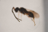  (Conostigmus rugiceps - NOCER-363)  @11 [ ] CC-NC-SA (2021) Arnstein Staverlokk Norwegian Institute of Nature Research
