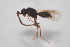  (Conostigmus obscurus - NOCER-404)  @11 [ ] CC-NC-SA (2021) Arnstein Staverlokk Norwegian Institute of Nature Research