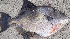  ( - NHMO-DFH-780)  @11 [ ] CreativeCommons - Attribution Non-Commercial Share-Alike (2018) Unspecified University of Oslo, Natural History Museum