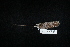  ( - CIBNOR 408)  @13 [ ] Copyright  P. Cortes-Calva Unspecified