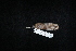  ( - CIBNOR 979)  @13 [ ] Copyright  P. Cortes-Calva Unspecified
