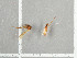  ( - NHMO-DAR-11675)  @12 [ ] CreativeCommons - Attribution Non-Commercial Share-Alike (2016) Unspecified University of Oslo, Natural History Museum