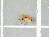  ( - NHMO-DAR-11686)  @11 [ ] CreativeCommons - Attribution Non-Commercial Share-Alike (2016) Unspecified University of Oslo, Natural History Museum