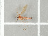  (Bolitophila sp. GS01 - NHMO-DAR-11702)  @11 [ ] CreativeCommons - Attribution Non-Commercial Share-Alike (2016) Unspecified University of Oslo, Natural History Museum