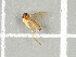  ( - NHMO-DAR-11730)  @12 [ ] CreativeCommons - Attribution Non-Commercial Share-Alike (2016) Unspecified University of Oslo, Natural History Museum