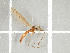  ( - NHMO-DAR-11754)  @11 [ ] CreativeCommons - Attribution Non-Commercial Share-Alike (2016) Unspecified University of Oslo, Natural History Museum