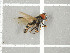  ( - NHMO-DAR-11755)  @13 [ ] CreativeCommons - Attribution Non-Commercial Share-Alike (2016) Unspecified University of Oslo, Natural History Museum