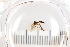  (Allodia lugens - FinMyc500-515)  @13 [ ] Unspecified (default): All Rights Reserved  Unspecified Unspecified