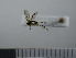  (Mycetophila marginata - NHMO10069758)  @12 [ ] No Rights Reserved (2013) Unspecified University of Oslo, Natural History Museum