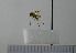  (Mycetophila bohemica - NHMO10069766)  @13 [ ] No Rights Reserved (2013) Unspecified University of Oslo, Natural History Museum