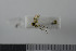  (Mycetophila lastovkai - NHMO10069805)  @12 [ ] No Rights Reserved (2013) Unspecified University of Oslo, Natural History Museum