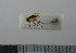  (Mycetophila ichneumonea - NHMO10069806)  @12 [ ] No Rights Reserved (2013) Unspecified University of Oslo, Natural History Museum