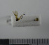  (Mycetophila unicolor - NHMO10069808)  @11 [ ] No Rights Reserved (2013) Unspecified University of Oslo, Natural History Museum