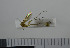  (Exechia seriata - NHMO10069838)  @11 [ ] No Rights Reserved (2013) Unspecified University of Oslo, Natural History Museum