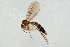  (Mycetophila cf. evanida - NHMO_MYC00040)  @11 [ ] Copyright (2010) K. Sund University of Oslo University of Oslo