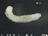  ( - CE21665)  @12 [ ] CreativeCommons - Attribution Non-Commercial Share-Alike (2015) NTNU University Museum, Department of Natural History NTNU University Museum, Department of Natural History
