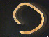  ( - CE23159)  @12 [ ] CreativeCommons - Attribution Non-Commercial Share-Alike (2015) NTNU University Museum, Department of Natural History NTNU University Museum, Department of Natural History