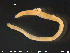  ( - CE23170)  @13 [ ] CreativeCommons - Attribution Non-Commercial Share-Alike (2015) NTNU University Museum, Department of Natural History NTNU University Museum, Department of Natural History