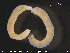  ( - CE23186)  @11 [ ] CreativeCommons - Attribution Non-Commercial Share-Alike (2015) NTNU University Museum, Department of Natural History NTNU University Museum, Department of Natural History