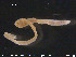  (Clitellio arenarius CEB - CE23617)  @12 [ ] CreativeCommons - Attribution Non-Commercial Share-Alike (2015) NTNU University Museum, Department of Natural History NTNU University Museum, Department of Natural History