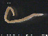  ( - CE23618)  @12 [ ] CreativeCommons - Attribution Non-Commercial Share-Alike (2015) NTNU University Museum, Department of Natural History NTNU University Museum, Department of Natural History