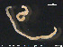  (Monopylephorus - CE23624)  @11 [ ] CreativeCommons - Attribution Non-Commercial Share-Alike (2015) NTNU University Museum, Department of Natural History NTNU University Museum, Department of Natural History