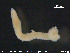  (Tubificoides sp. CEC - CE23625)  @11 [ ] CreativeCommons - Attribution Non-Commercial Share-Alike (2015) NTNU University Museum, Department of Natural History NTNU University Museum, Department of Natural History