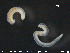  ( - CE23710)  @11 [ ] CreativeCommons - Attribution Non-Commercial Share-Alike (2015) NTNU University Museum, Department of Natural History NTNU University Museum, Department of Natural History