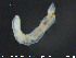  ( - CE24601)  @11 [ ] CreativeCommons - Attribution Non-Commercial Share-Alike (2015) NTNU University Museum, Department of Natural History NTNU University Museum, Department of Natural History