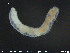 ( - CE24604)  @11 [ ] CreativeCommons - Attribution Non-Commercial Share-Alike (2015) NTNU University Museum, Department of Natural History NTNU University Museum, Department of Natural History
