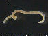  ( - CE24609)  @12 [ ] CreativeCommons - Attribution Non-Commercial Share-Alike (2015) NTNU University Museum, Department of Natural History NTNU University Museum, Department of Natural History