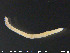  ( - CE24751)  @12 [ ] CreativeCommons - Attribution Non-Commercial Share-Alike (2015) NTNU University Museum, Department of Natural History NTNU University Museum, Department of Natural History