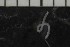  ( - CE26681)  @11 [ ] CreativeCommons - Attribution Share-Alike (2017) Christer Erséus University of Gothenburg