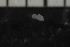  ( - CE26870)  @11 [ ] CreativeCommons - Attribution Share-Alike (2017) Christer Erséus University of Gothenburg