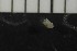  (Chaetogaster sp - CE28534)  @11 [ ] CreativeCommons - Attribution Share-Alike (2017) Christer Erséus University of Gothenburg