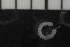 (Aulodrilus sp - CE28671)  @11 [ ] CreativeCommons - Attribution Share-Alike (2017) Christer Erséus University of Gothenburg