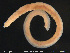  (Clitellio arenarius CED - CE29137)  @11 [ ] Creative Commons  Attribution Non-Commercial Share-Alike (2017) NTNU University Museum, Department of Natural History NTNU University Museum, Department of Natural History