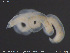  (Tubifex smirnowi - CE29809)  @11 [ ] Creative Commons  Attribution Non-Commercial Share-Alike (2019) NTNU University Museum, Department of Natural History NTNU University Museum, Department of Natural History