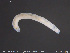  ( - CE29905)  @11 [ ] Creative Commons  Attribution Non-Commercial Share-Alike (2019) NTNU University Museum, Department of Natural History NTNU University Museum, Department of Natural History
