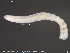  (Aulodrilus japonicus - CE29913)  @11 [ ] Creative Commons  Attribution Non-Commercial Share-Alike (2019) NTNU University Museum, Department of Natural History NTNU University Museum, Department of Natural History