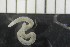  ( - CE29929)  @11 [ ] CreativeCommons - Attribution Share-Alike (2017) Christer Erséus University of Gothenburg