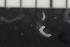  ( - CE29944)  @11 [ ] CreativeCommons - Attribution Share-Alike (2017) Christer Erséus University of Gothenburg