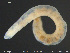  ( - CE30102)  @11 [ ] Creative Commons  Attribution Non-Commercial Share-Alike (2017) NTNU University Museum, Department of Natural History NTNU University Museum, Department of Natural History