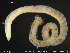 ( - CE30103)  @11 [ ] Creative Commons  Attribution Non-Commercial Share-Alike (2017) NTNU University Museum, Department of Natural History NTNU University Museum, Department of Natural History