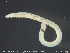 ( - CE30648)  @11 [ ] Creative Commons  Attribution Non-Commercial Share-Alike (2019) NTNU University Museum, Department of Natural History NTNU University Museum, Department of Natural History
