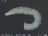  (Potamothrix - CE31800)  @11 [ ] Creative Commons  Attribution Non-Commercial Share-Alike (2019) NTNU University Museum, Department of Natural History NTNU University Museum, Department of Natural History