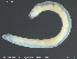  ( - CE32231)  @11 [ ] Creative Commons  Attribution Non-Commercial Share-Alike (2019) NTNU University Museum, Department of Natural History NTNU University Museum, Department of Natural History