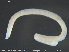  ( - CE32232)  @11 [ ] Creative Commons  Attribution Non-Commercial Share-Alike (2019) NTNU University Museum, Department of Natural History NTNU University Museum, Department of Natural History